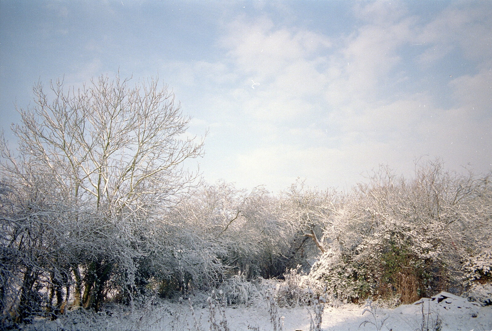 The trees are covered in snow from New Year's Eve at the Swan Inn, Brome, Suffolk - 31st December 1994