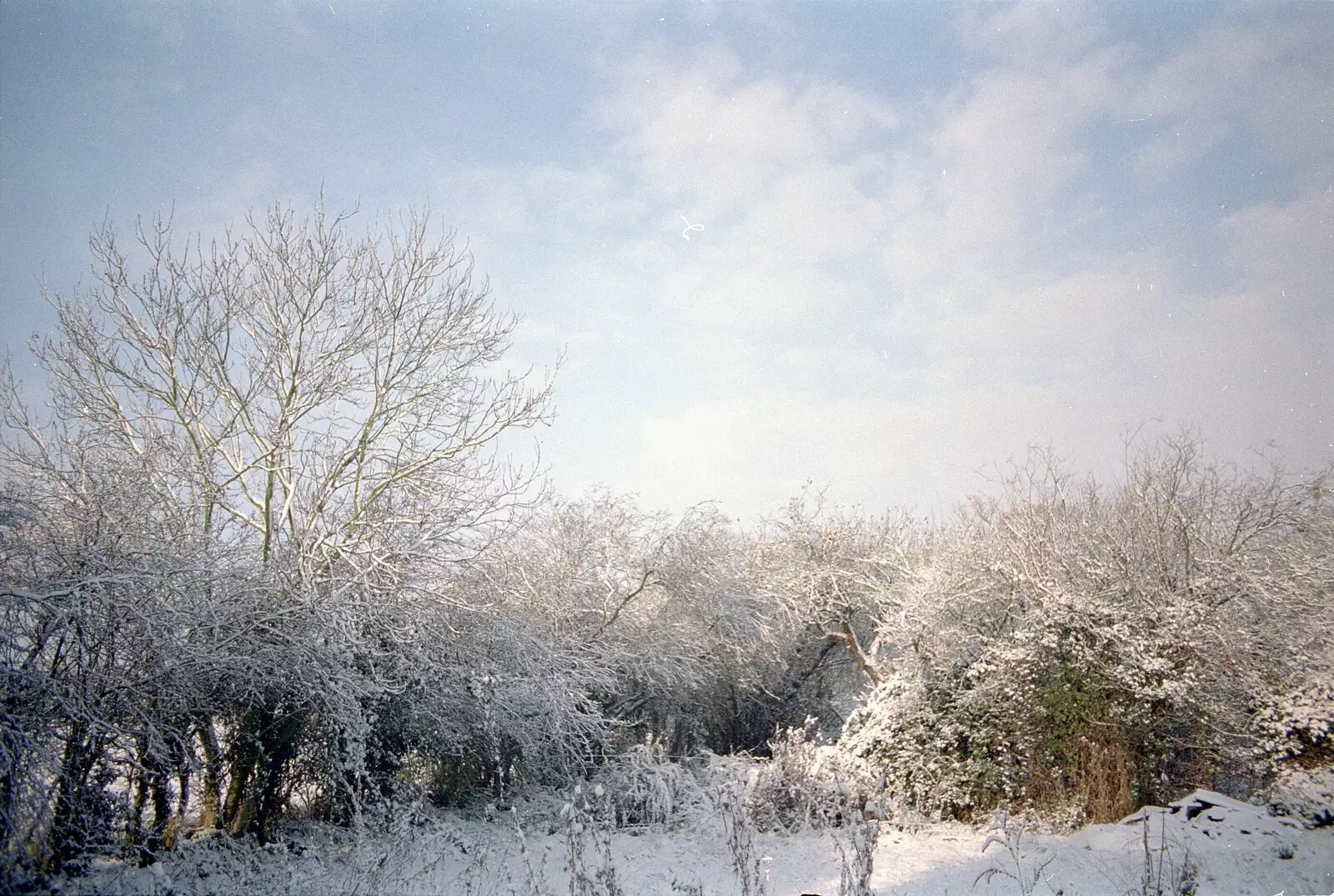 The trees are covered in snow, from New Year's Eve at the Swan Inn, Brome, Suffolk - 31st December 1994