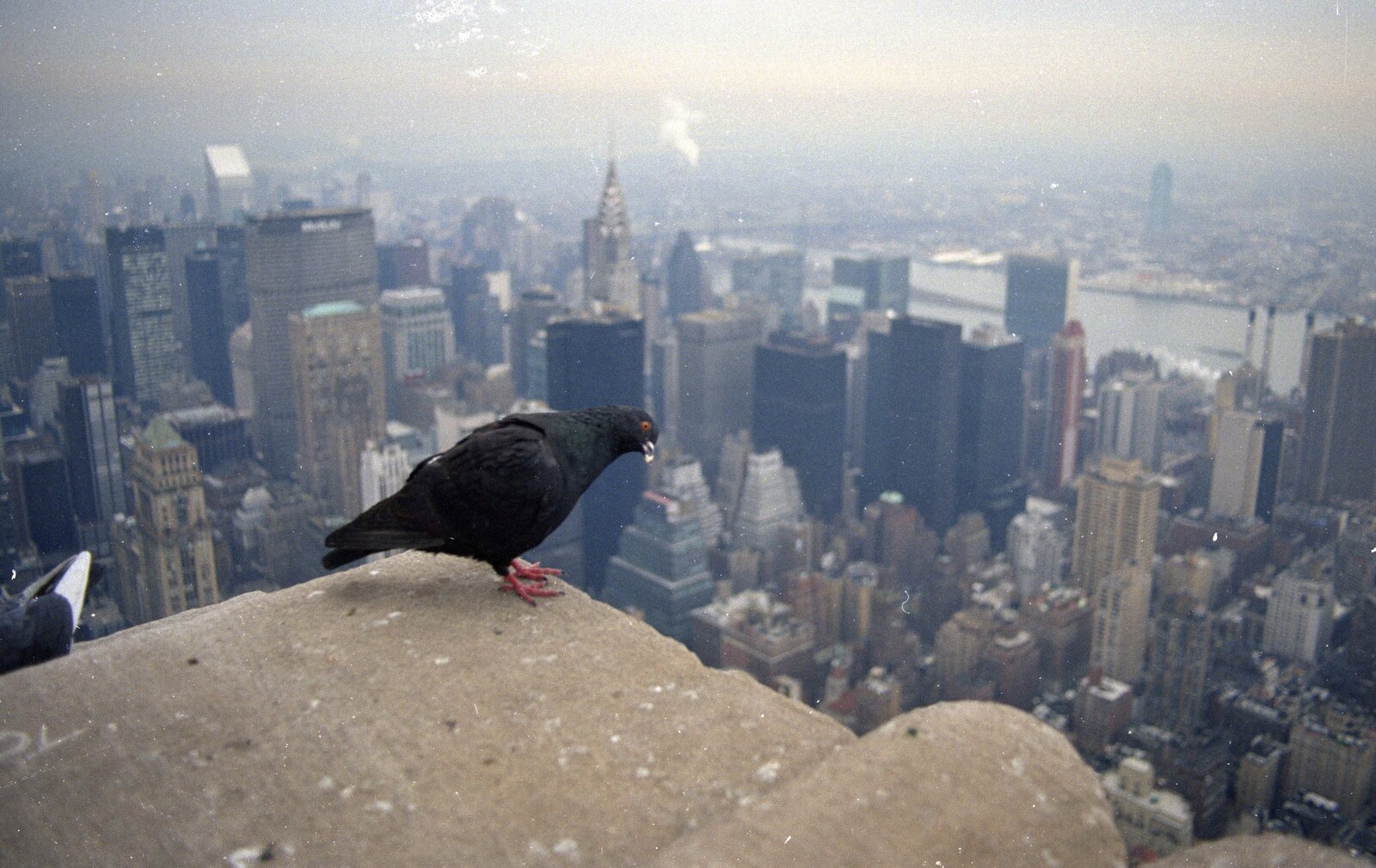A pigeon on the Empire State from A Trip to New York, New York, USA - 11th March 1995