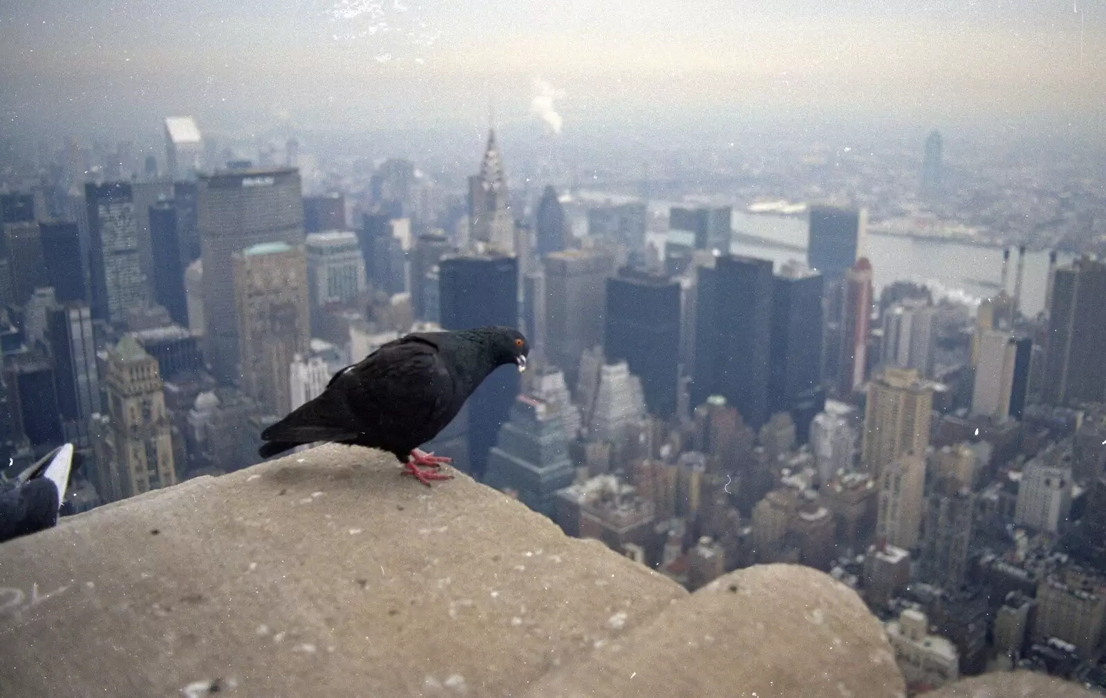 A pigeon on the Empire State, from A Trip to New York, New York, USA - 11th March 1995