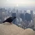 A pigeon on the Empire State, A Trip to New York, New York, USA - 11th March 1995