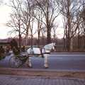 A horse and carriage in Central Park, A Trip to New York, New York, USA - 11th March 1995