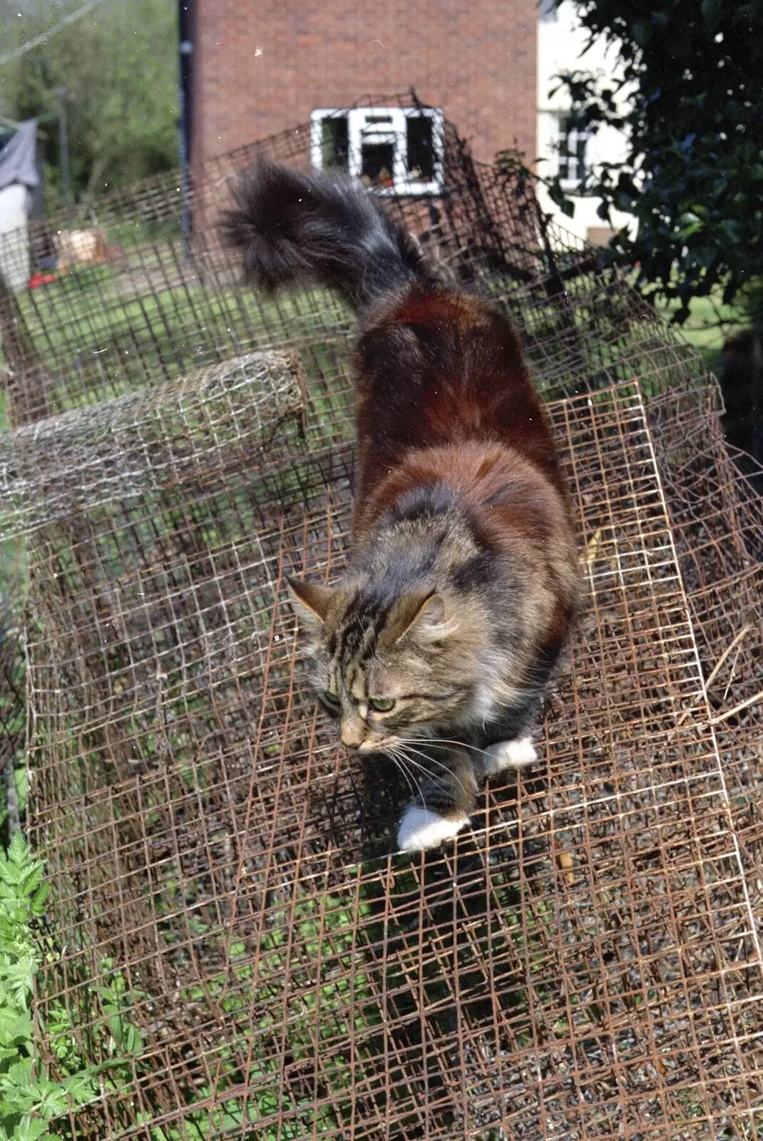 Sophie roams around on a pile of old Mink cages, from A Phil and Sean Weekend, and Bedroom Building, Brome, Norwich and Southwold - 18th April 1995