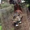 Sophie roams around on a pile of old Mink cages, A Phil and Sean Weekend, and Bedroom Building, Brome, Norwich and Southwold - 18th April 1995