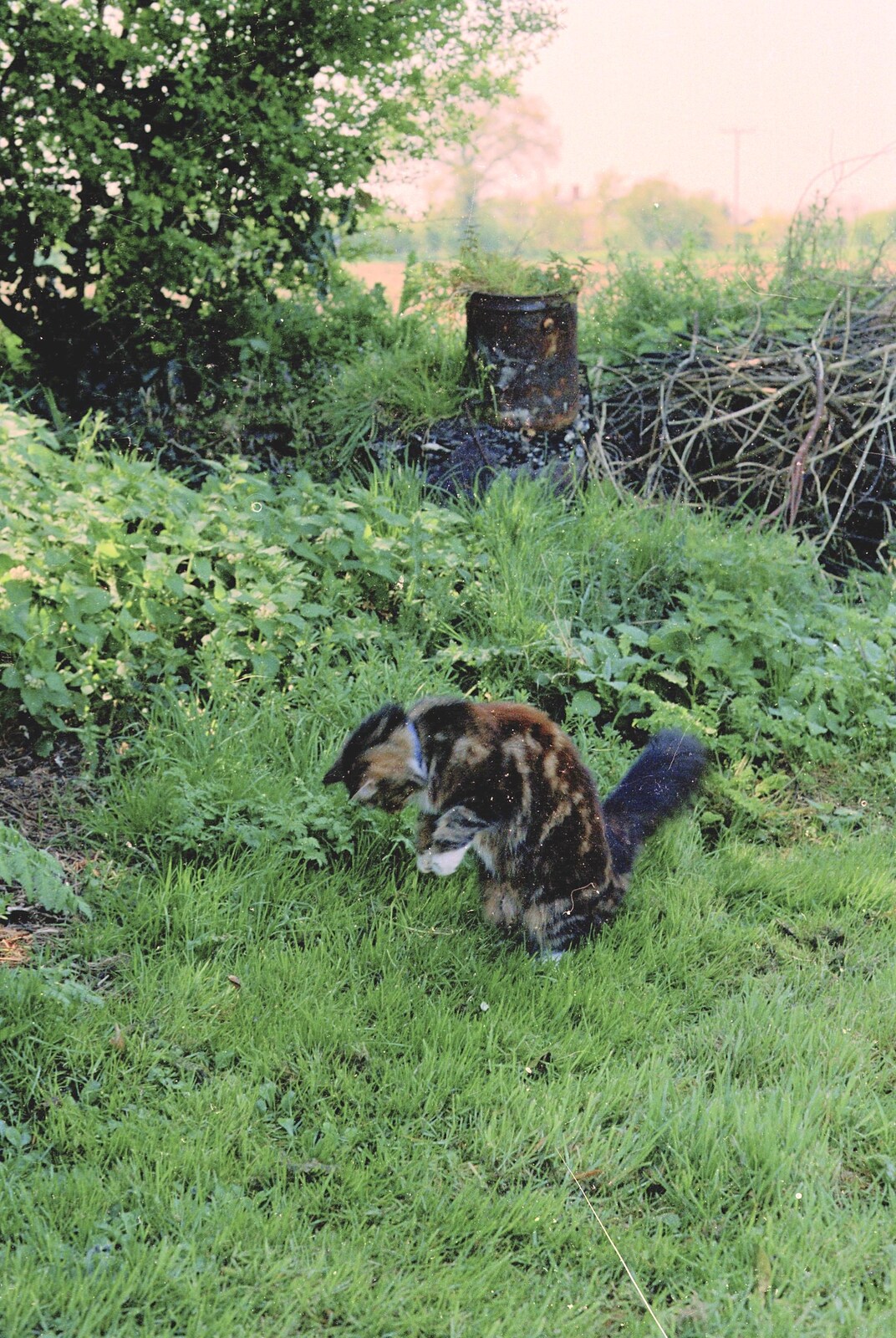 Sophie pounces on something from Bedroom Demolition, Brome, Suffolk - 15th May 1995