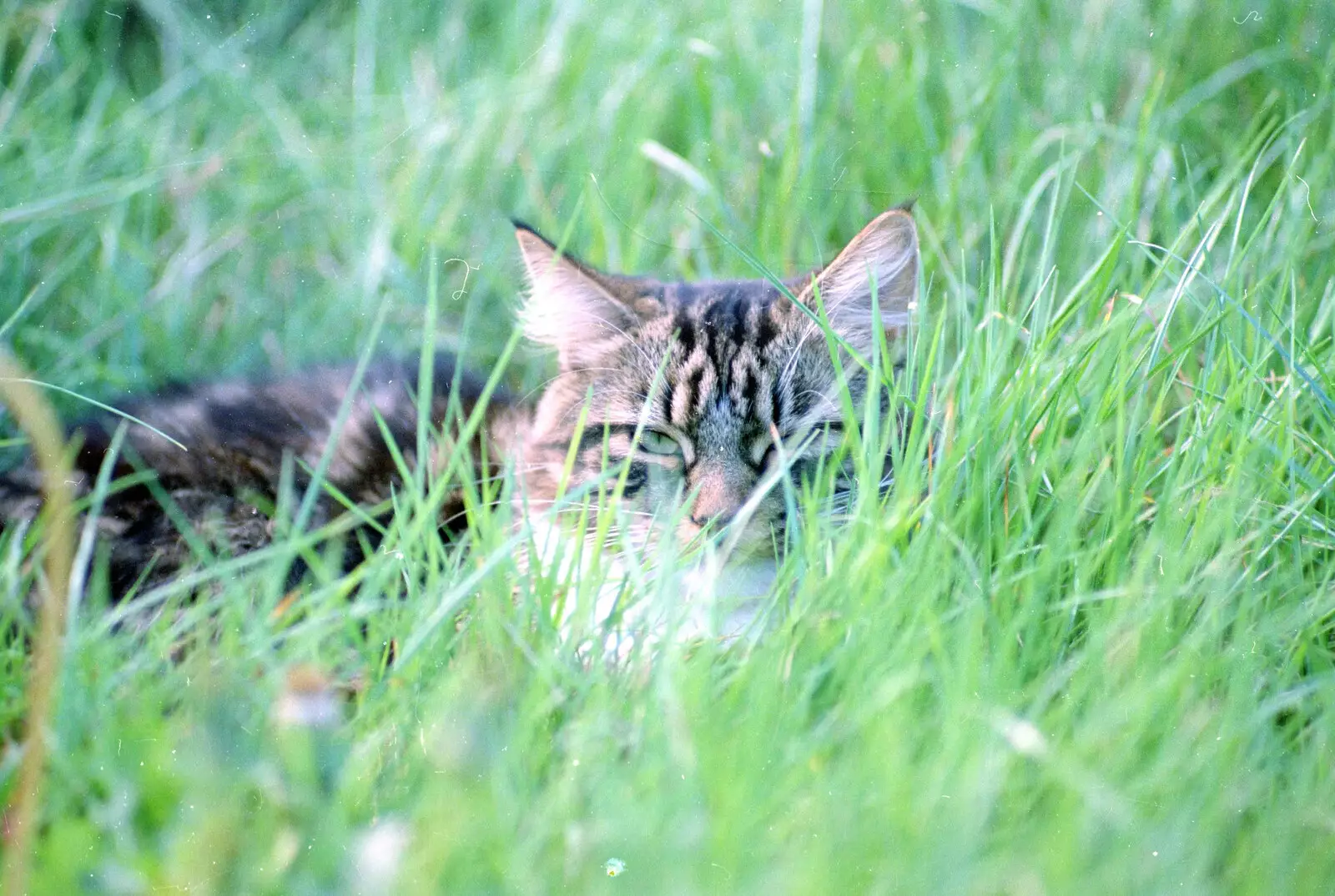 Soph-bags lurks in the long grass, from Off-Roading and The Swan Inn, Brome, Suffolk - 20th May 1995