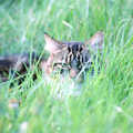 Soph-bags lurks in the long grass, Off-Roading and Photos of The Swan, Brome, Suffolk - 20th May 1995