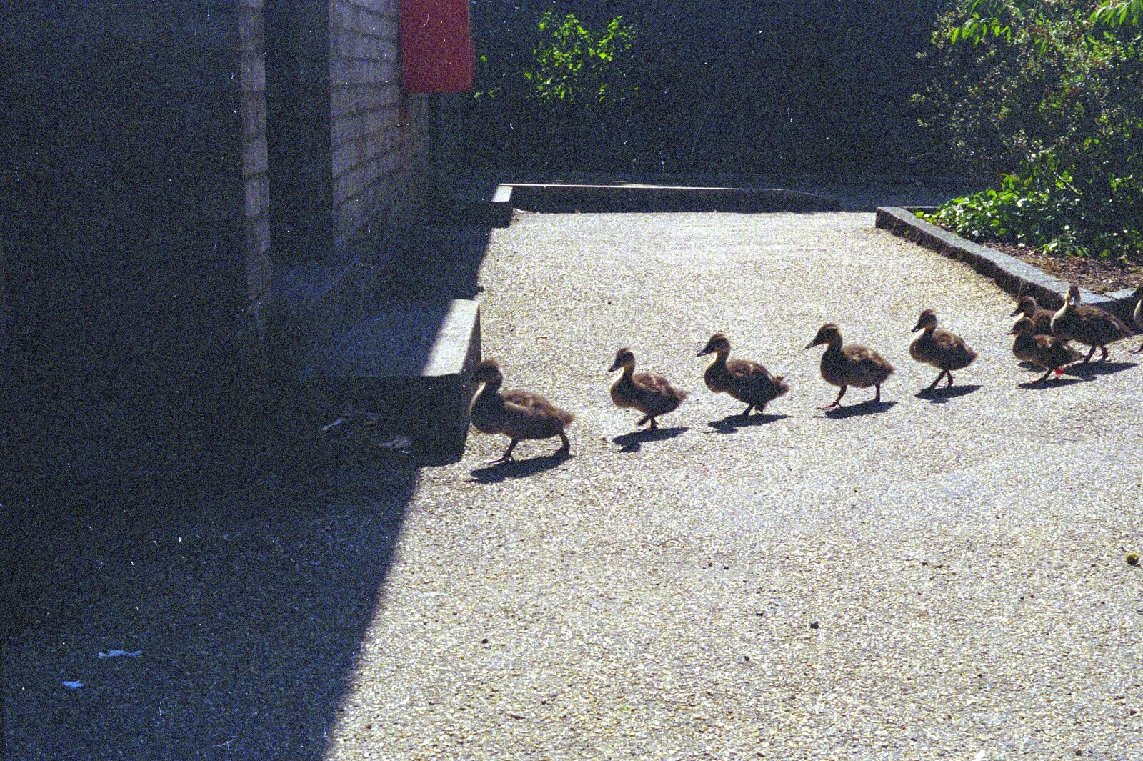 Grandmother, Neil and Caroline Visit, Brome and Orford, Suffolk - 24th July 1995: A line of ducklings crosses a path somewhere