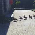 1995 A line of ducklings crosses a path somewhere