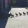 A line of ducklings crosses a path somewhere, Grandmother, Neil and Caroline Visit, Brome and Orford, Suffolk - 24th July 1995