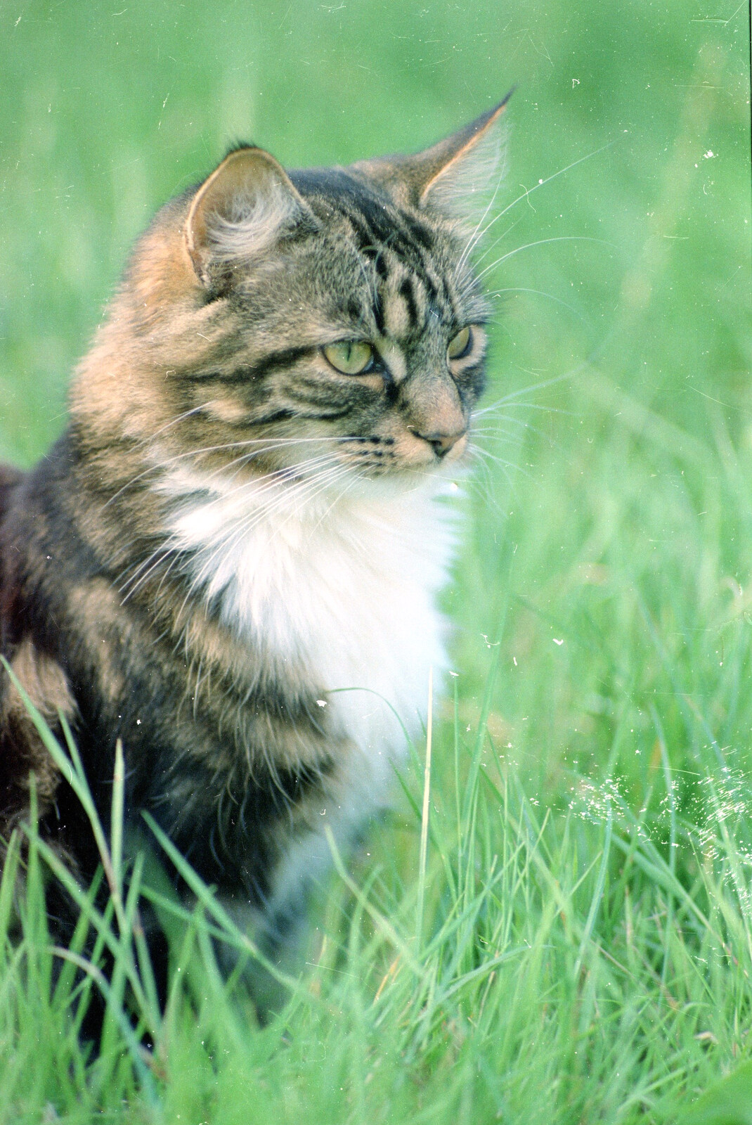 Grandmother, Neil and Caroline Visit, Brome and Orford, Suffolk - 24th July 1995: Sophie in the long grass