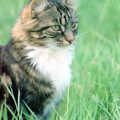 1995 Sophie in the long grass