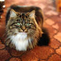 Sophie on the kitchen carpet, Christmas Up North, Macclesfield, Cheshire - 25th December 1995