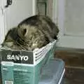 Sophie sleeps on an old box, The CISU Internet Team, Bedroom Building and Ferries, Suffolk - 16th February 1996