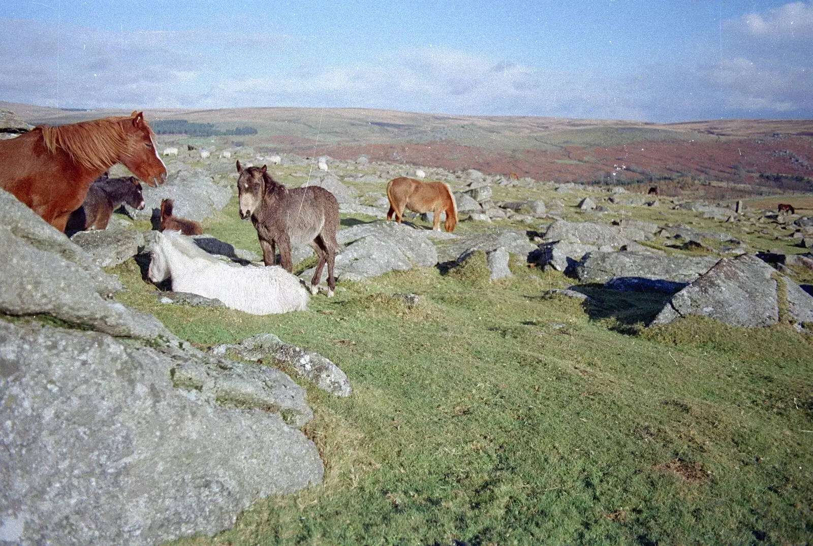 Dartmoor ponies on Burrator, from Uni: A CISU Trip To Plymouth, Devon - 16th March 1996