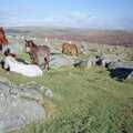 Dartmoor ponies on Burrator, Uni: A CISU Trip To Plymouth, Devon - 16th March 1996