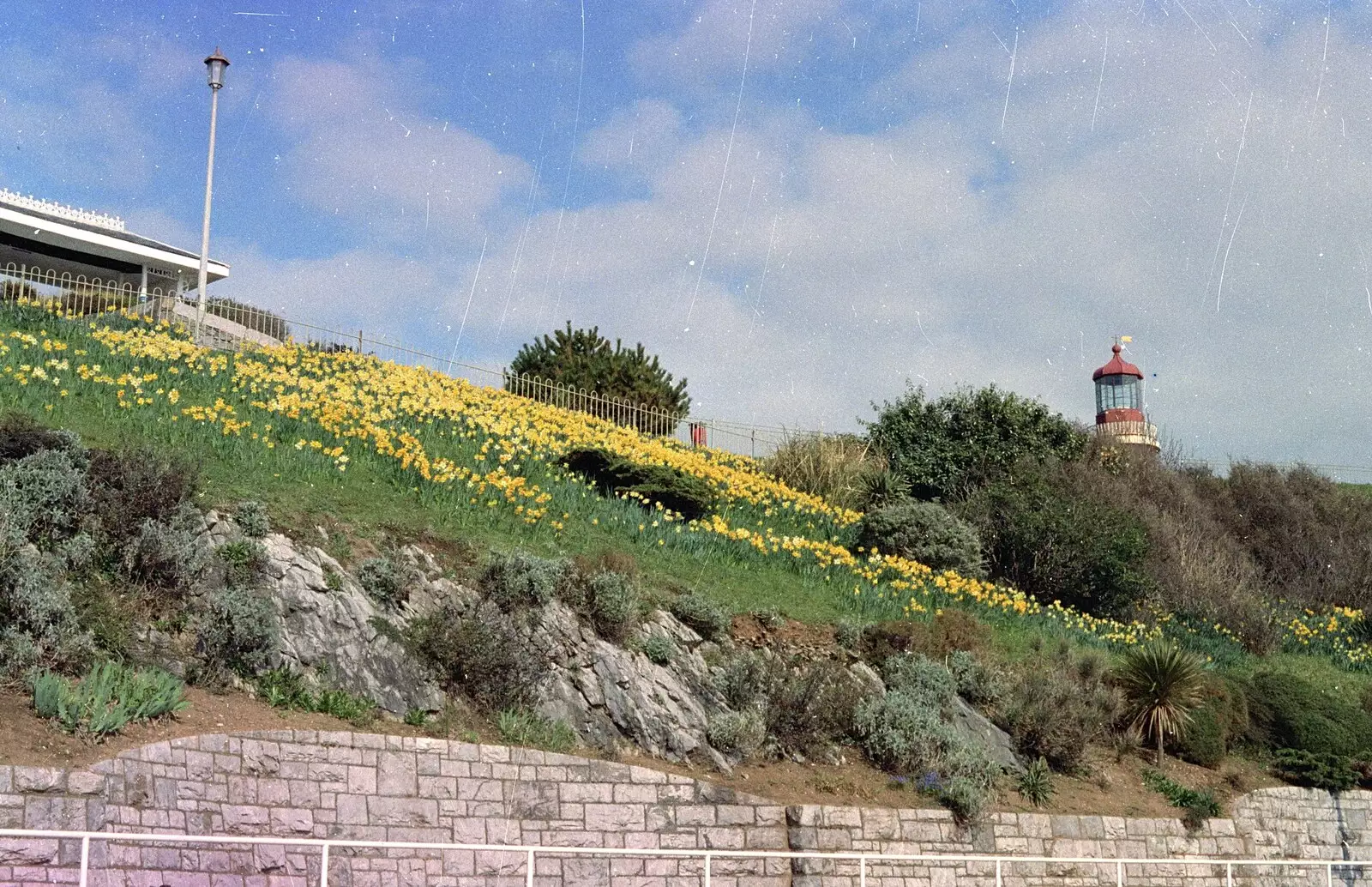 Daffodils on the Hoe, from Uni: A CISU Trip To Plymouth, Devon - 16th March 1996