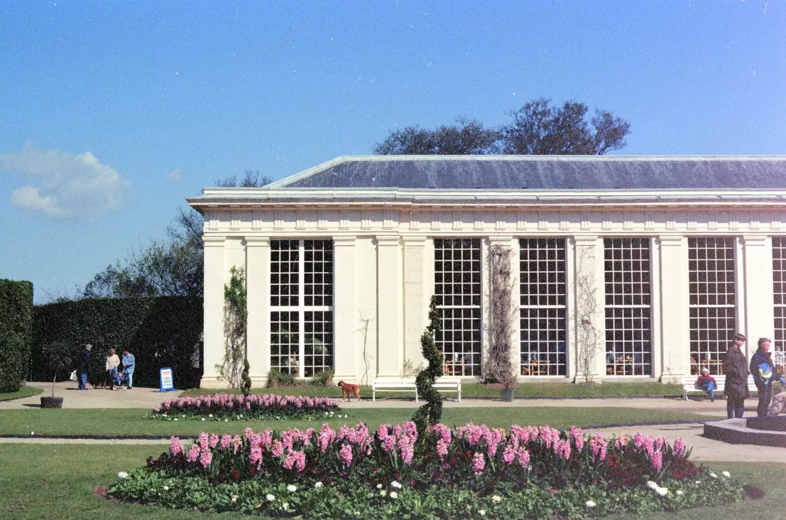 Pink lupins and the Orangery, from Uni: A CISU Trip To Plymouth, Devon - 16th March 1996