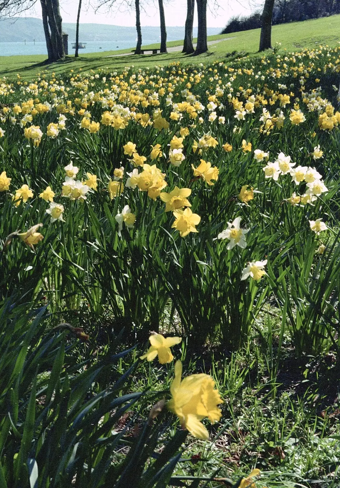 Daffoldils on Mount Edgecumbe, from Uni: A CISU Trip To Plymouth, Devon - 16th March 1996