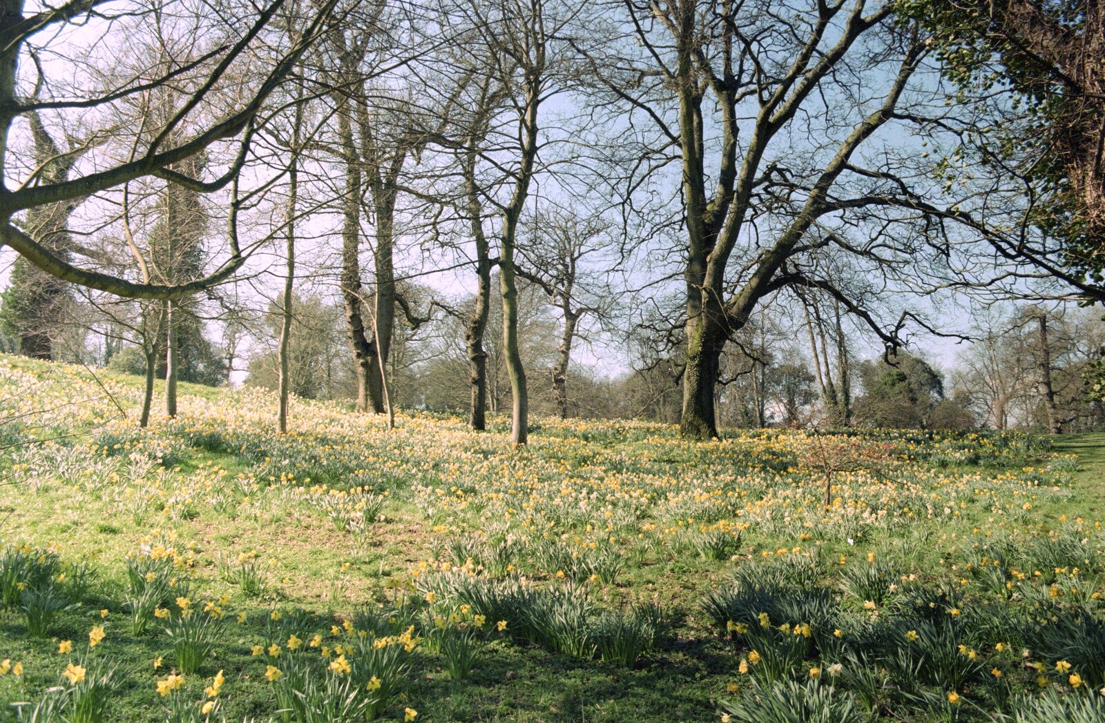 The daffodils of Edgecumbe from Uni: A CISU Trip To Plymouth, Devon - 16th March 1996