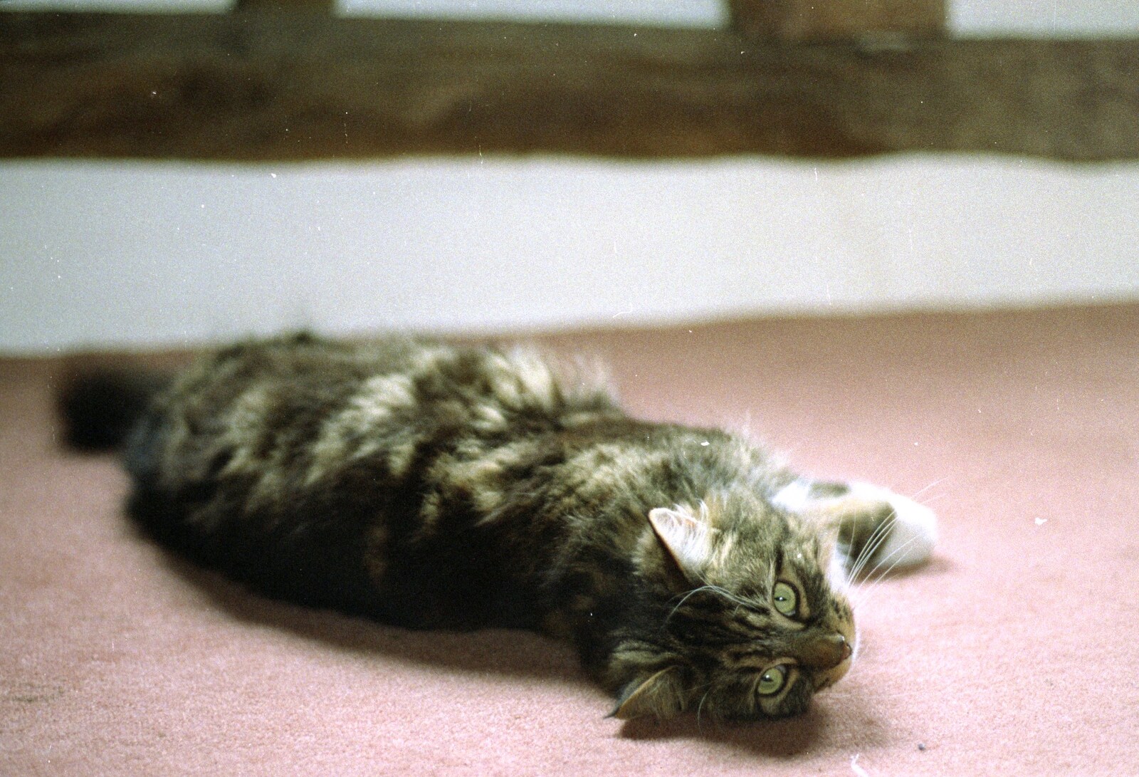 Cat A - Sophie - rolls around on the carpet from Mother and Mike Visit, Lavenham, Suffolk - 14th April 1996