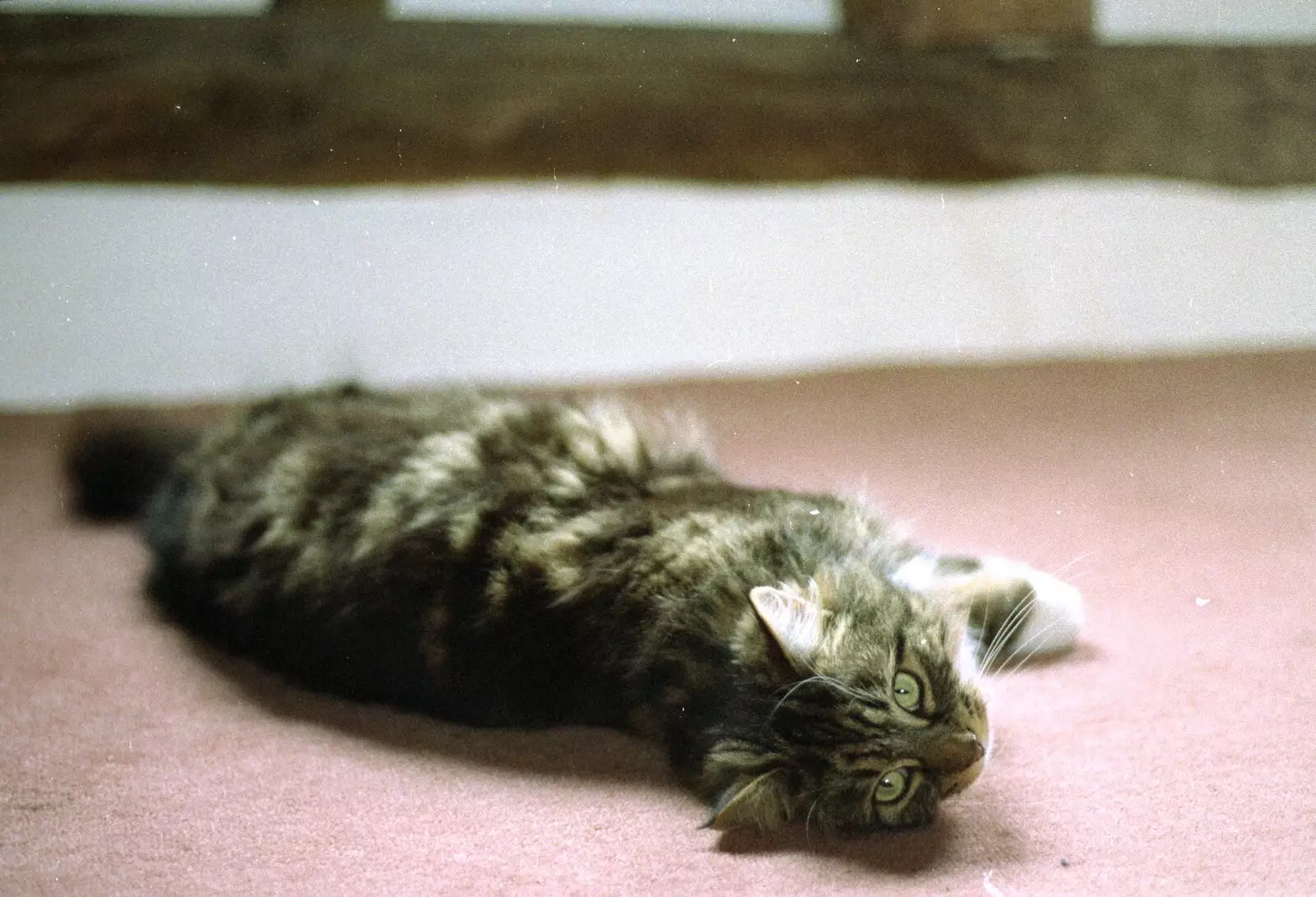 Cat A - Sophie - rolls around on the carpet, from Mother and Mike Visit, Lavenham, Suffolk - 14th April 1996