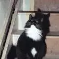 The Sock sits on the stairs, Riki's Wedding, Treboeth, Swansea - 7th May 1996