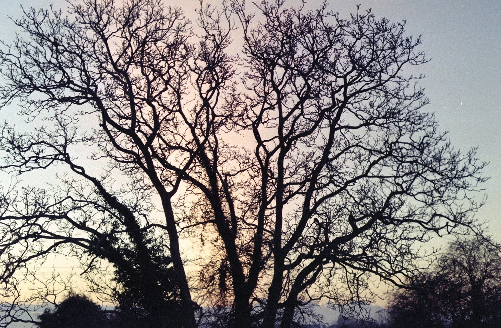 The walnut tree in the evening light from Riki's Wedding, Treboeth, Swansea - 7th May 1996