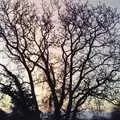 The walnut tree in the evening light, Riki's Wedding, Treboeth, Swansea - 7th May 1996