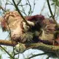 Sophie up a tree, Riki's Wedding, Treboeth, Swansea - 7th May 1996