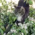 Sophie in the ornamental cherry, Riki's Wedding, Treboeth, Swansea - 7th May 1996