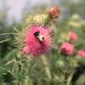 A bee does its thing, Mel and Andy Visit, Stuston, Suffolk - 16th May 1996