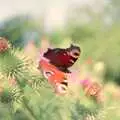 A Peacock butterfly, Mel and Andy Visit, Stuston, Suffolk - 16th May 1996