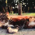 Soph-bags lounges around, A BSCC Ride to the Six Bells, Gislingham, Suffolk - 21st May 1996