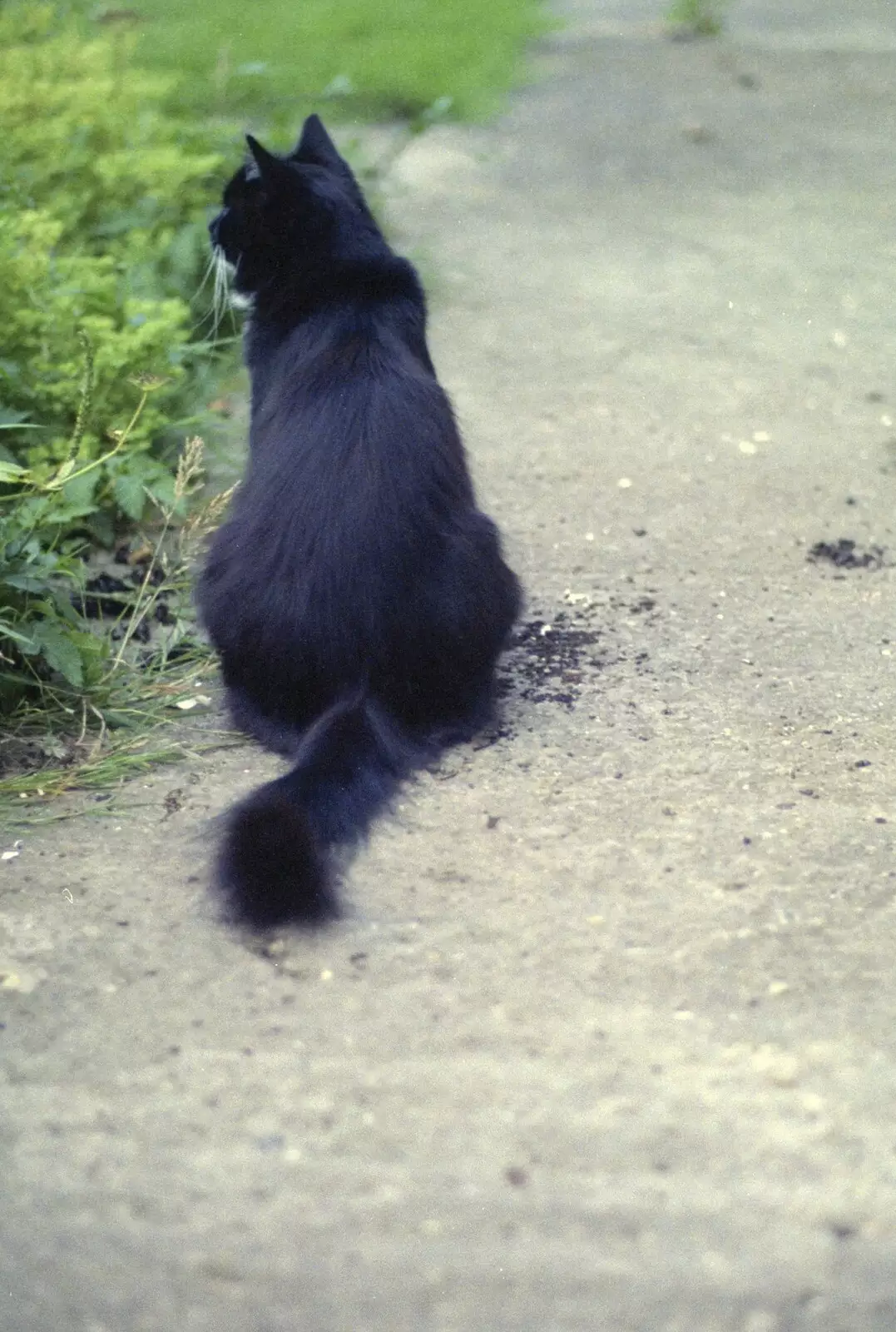 The Sock looks around, from A BSCC Ride to the Six Bells, Gislingham, Suffolk - 21st May 1996