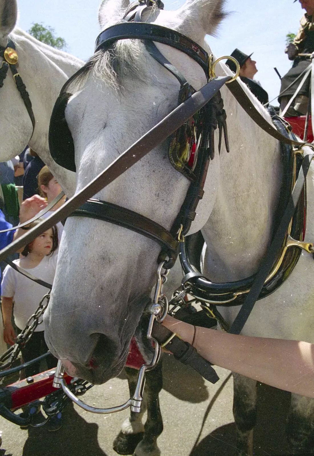 Hungarian grey horse, from The Norwich Union Mail Coach Run, The Swan Inn, Brome - 15th June 1996