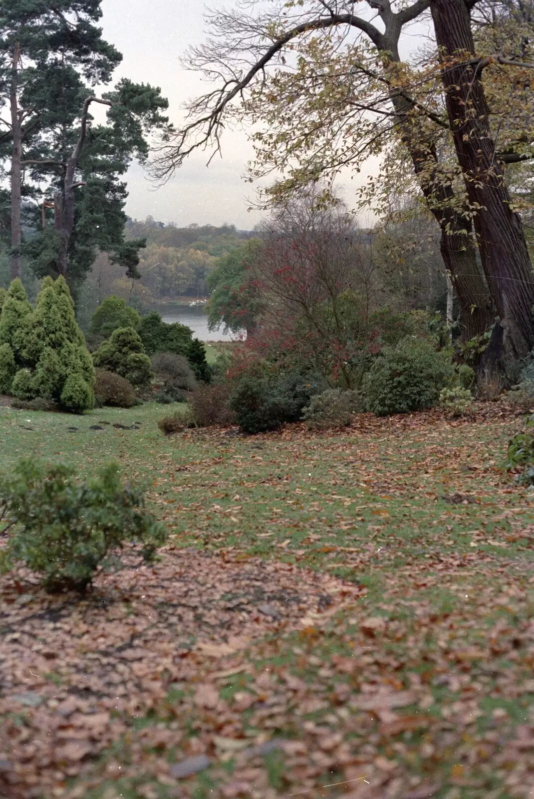 Autumn leaves, from CISU At Low Briery, Keswick, Cumbria - 18th September 1996