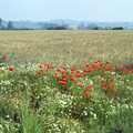 BSCC at the Beach, Walberswick, Suffolk - 15th July 1997, Poppies in a wheatfield margin