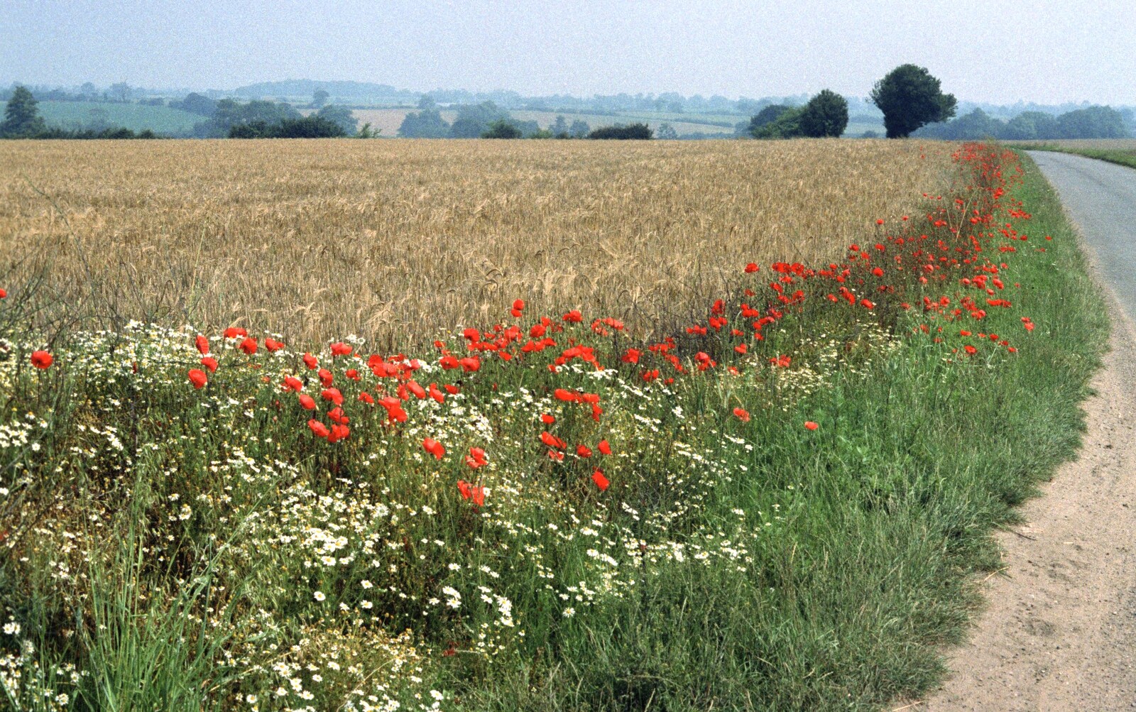 Poppies on the roadside from BSCC at the Beach, Walberswick, Suffolk - 15th July 1997