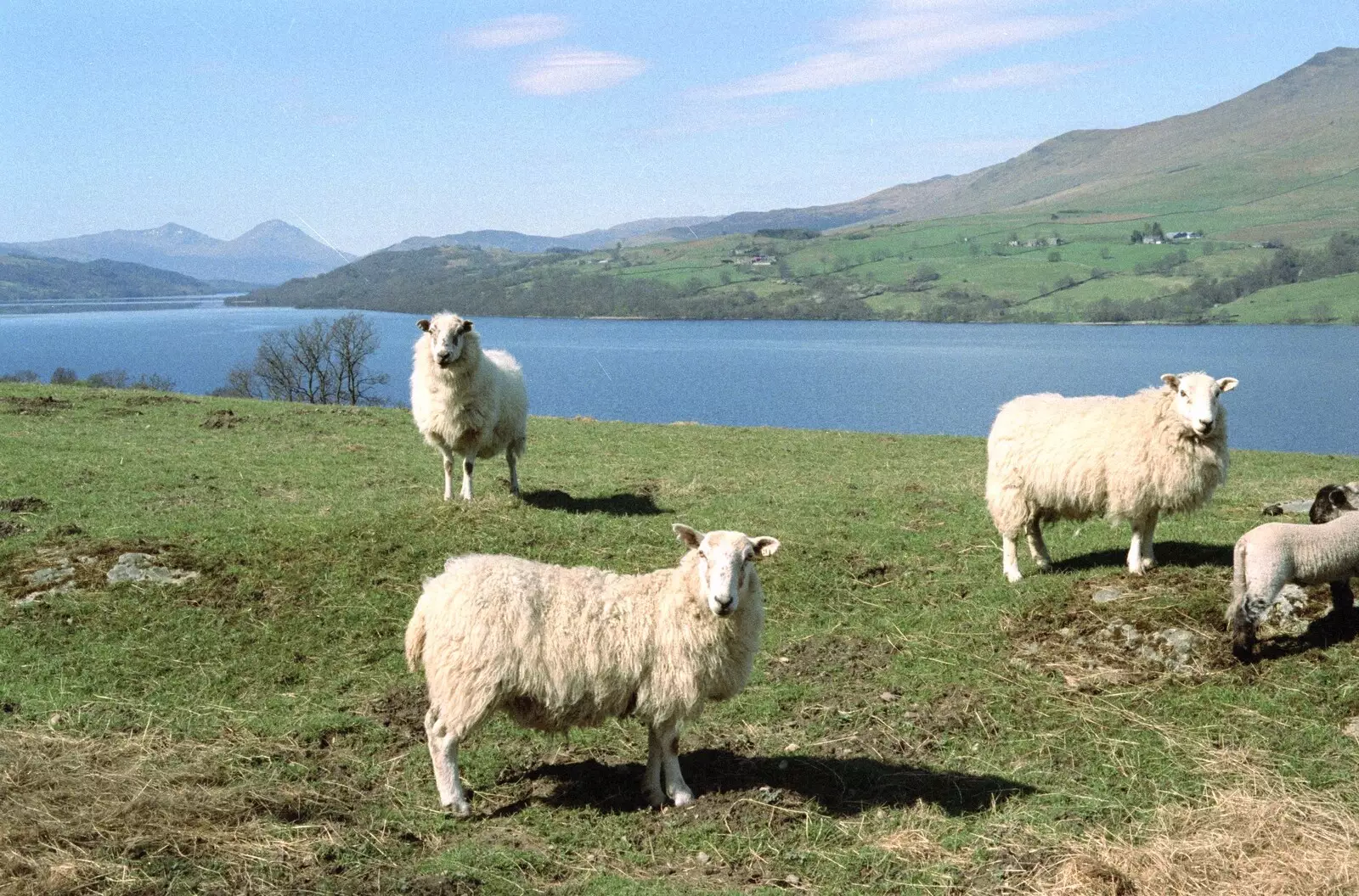 Highland sheep, from A Trip to Pitlochry, Scotland - 24th March 1998