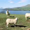 A Trip to Pitlochry, Scotland - 24th March 1998, More Highland sheep