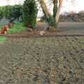 A vast expanse of dug-up lawn, Garden Rotovator Action, Brome, Suffolk - 28th March 1998