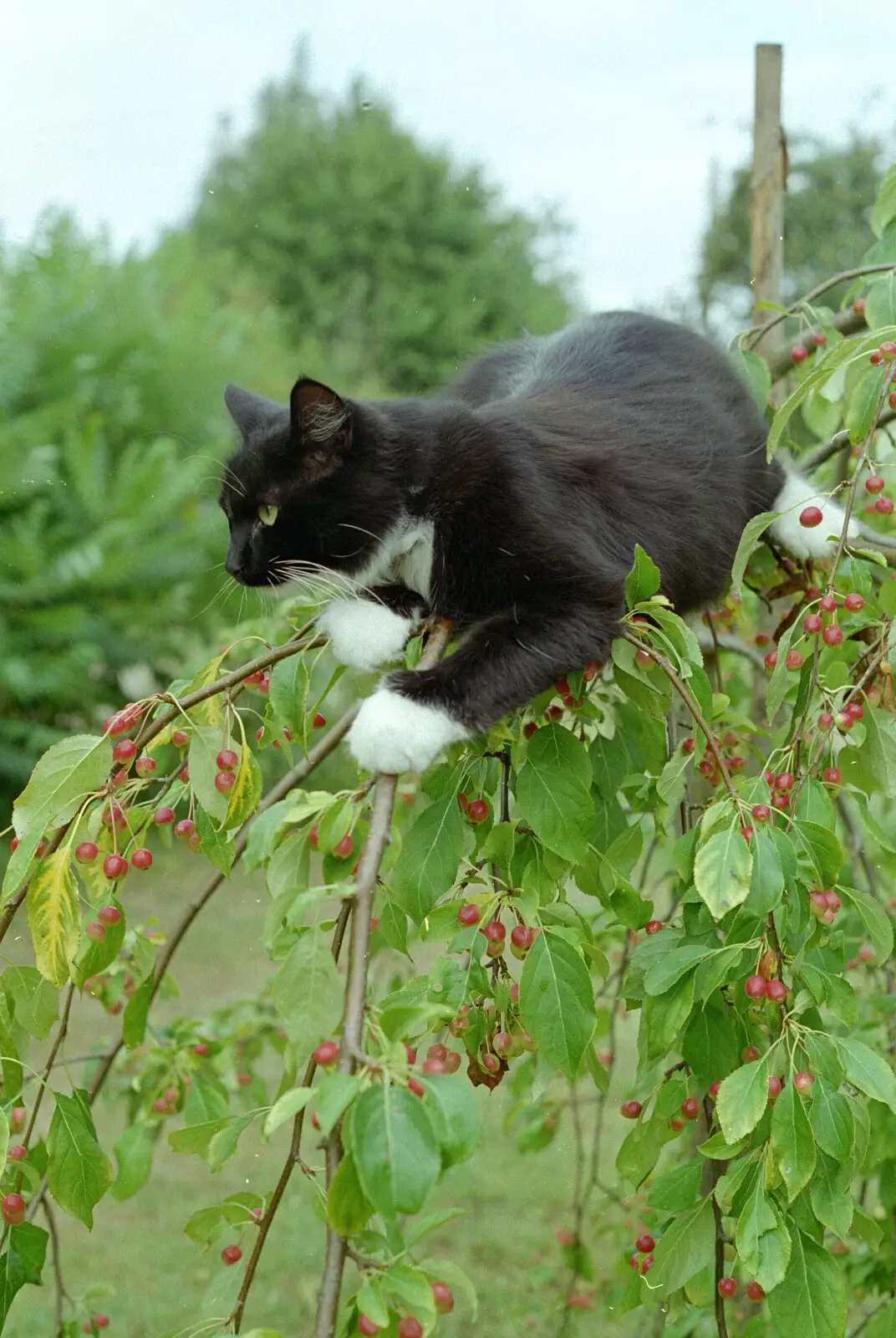 The Sock is up the ornamental cherry, from Tony and Janet's Building Plot, and the Red Arrows, Eye, Suffolk - 22nd July 1998