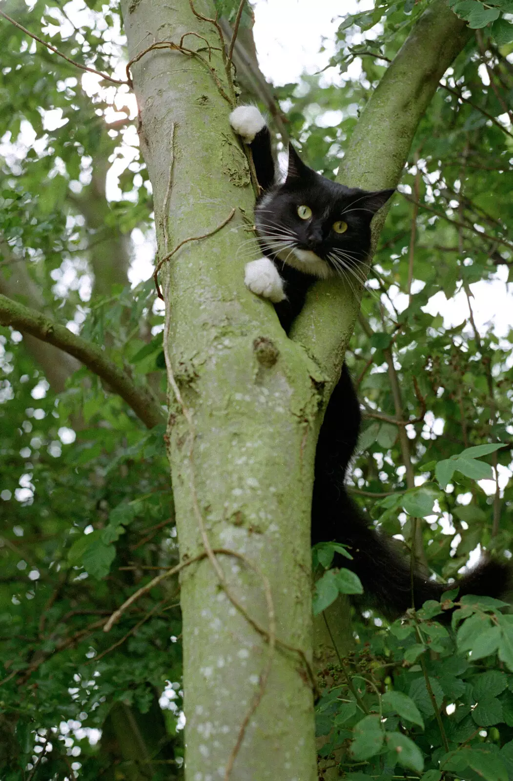 The Sock is really up a tree, from Tony and Janet's Building Plot, and the Red Arrows, Eye, Suffolk - 22nd July 1998