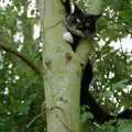 The Sock is really up a tree, Tony and Janet's Building Plot, and the Red Arrows, Eye, Suffolk - 22nd July 1998