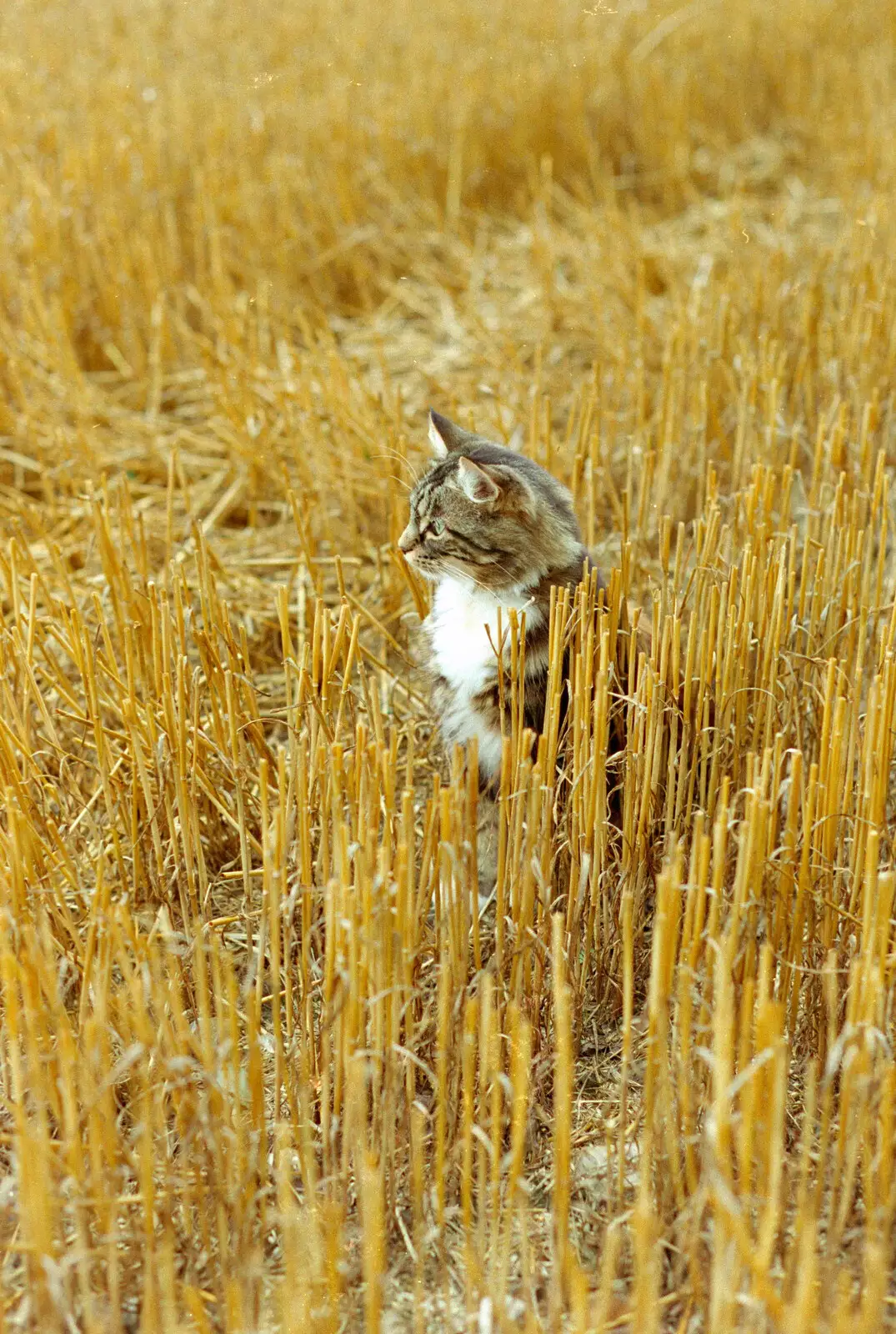 Sophie in the stubble field, from Tony and Janet's Building Plot, and the Red Arrows, Eye, Suffolk - 22nd July 1998