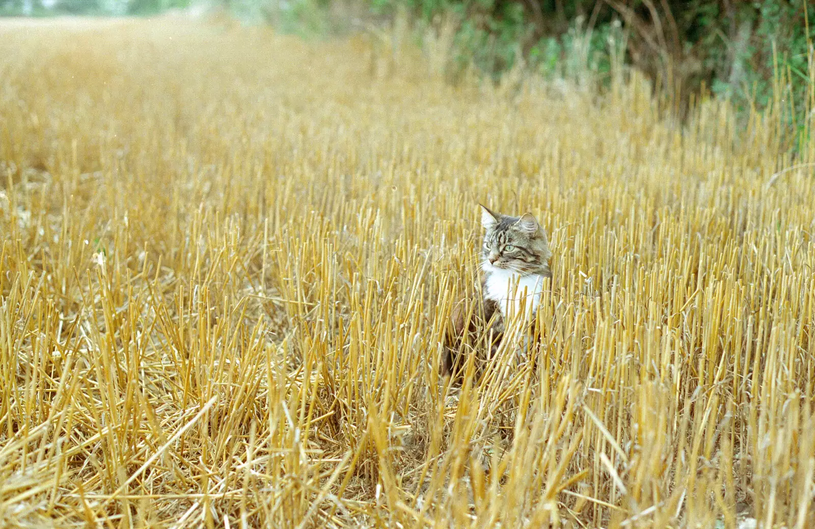 Sophie again, from Tony and Janet's Building Plot, and the Red Arrows, Eye, Suffolk - 22nd July 1998