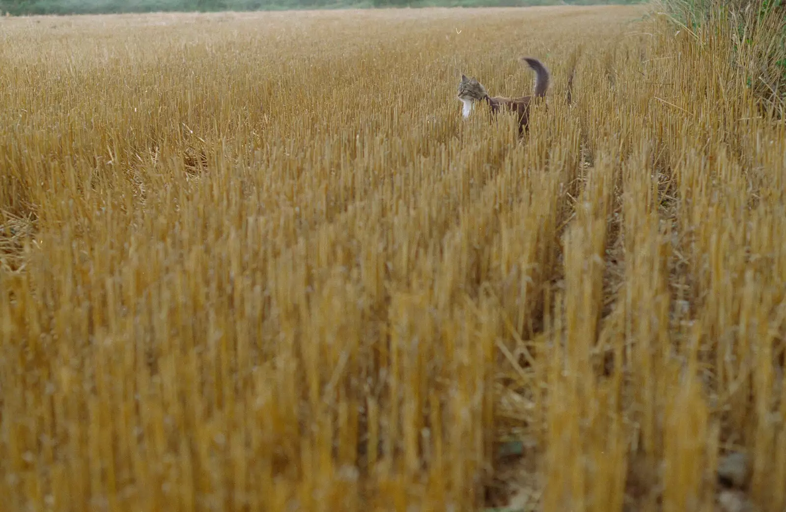 Sophie roams the stubble, from Tony and Janet's Building Plot, and the Red Arrows, Eye, Suffolk - 22nd July 1998