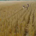 Sophie roams the stubble, Tony and Janet's Building Plot, and the Red Arrows, Eye, Suffolk - 22nd July 1998