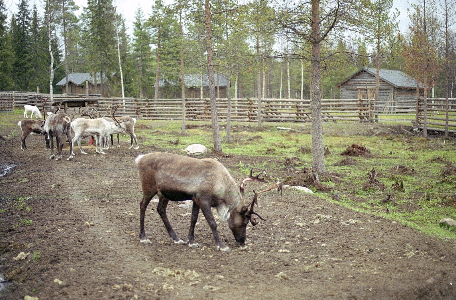 A reindeer nibbles at something from A Trip to Rovaniemi and the Arctic Circle, Lapland, Finland - 28th November 1999